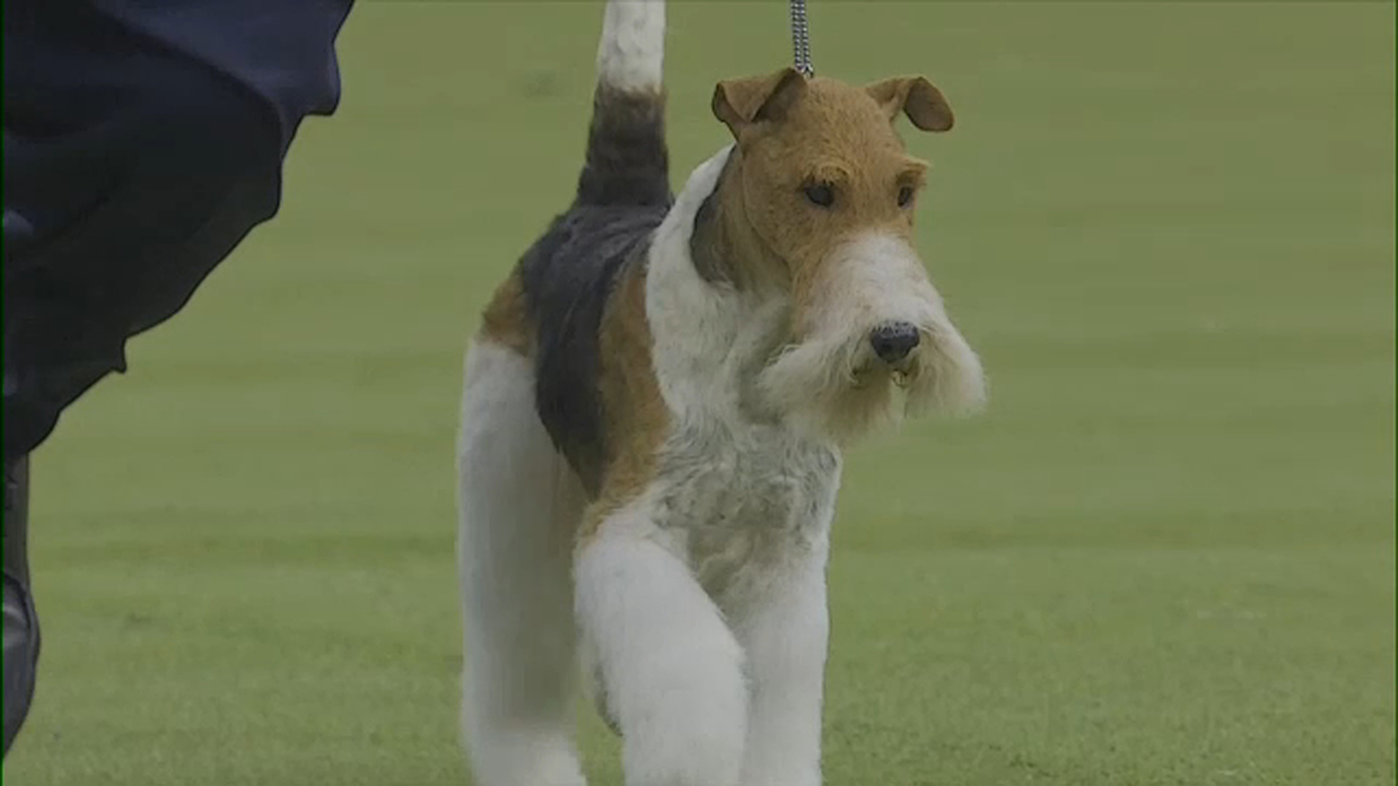 Westminster Dog Show Wire fox terrier called King named best in show