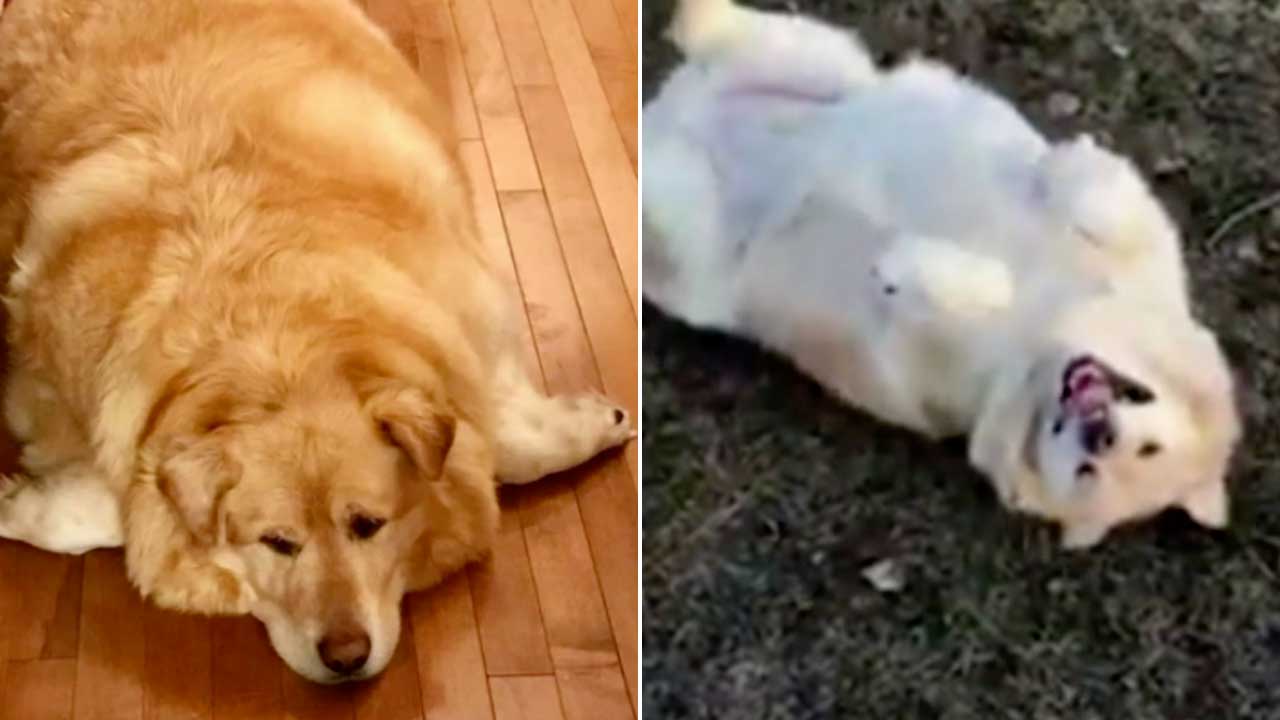 Kai The Golden Retriever Celebrates 100 Pound Weight Loss
