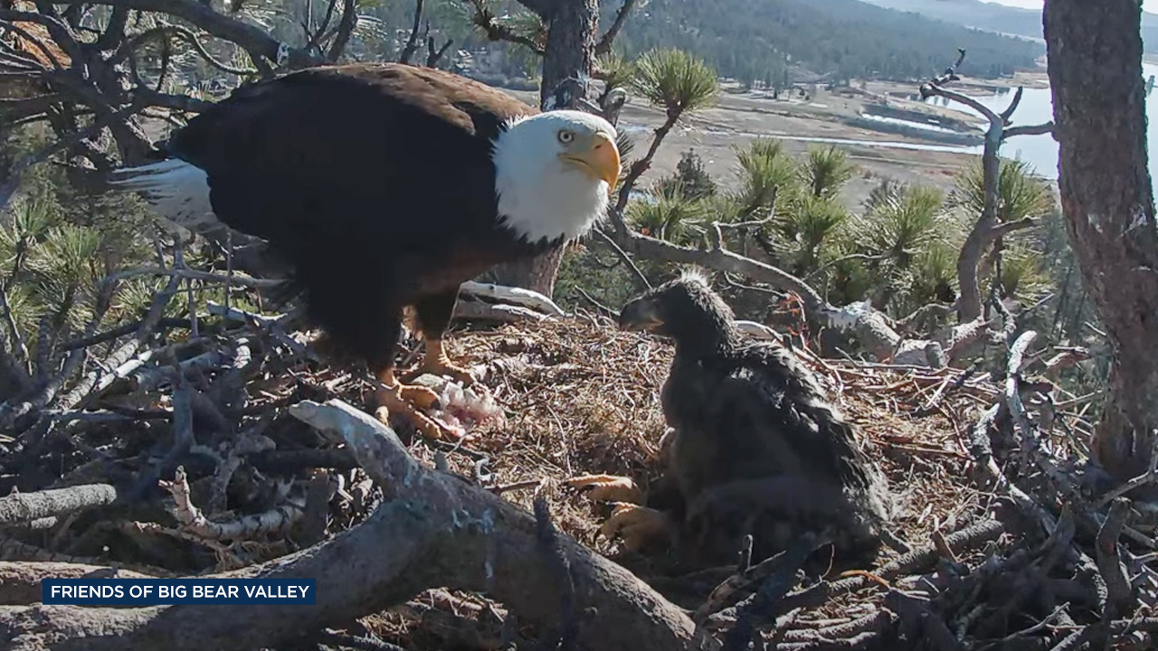 Friends of Big Bear Valley and Big Bear Eagle Nest Cam