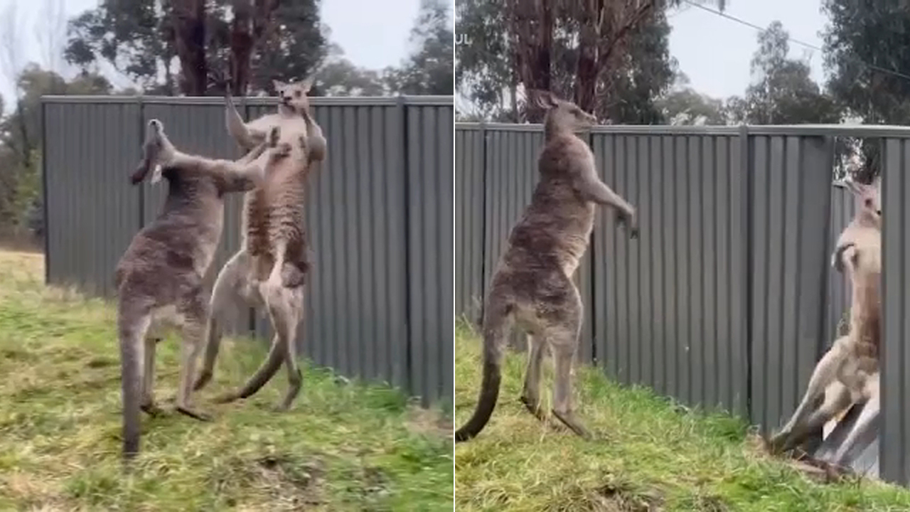 red kangaroo fight