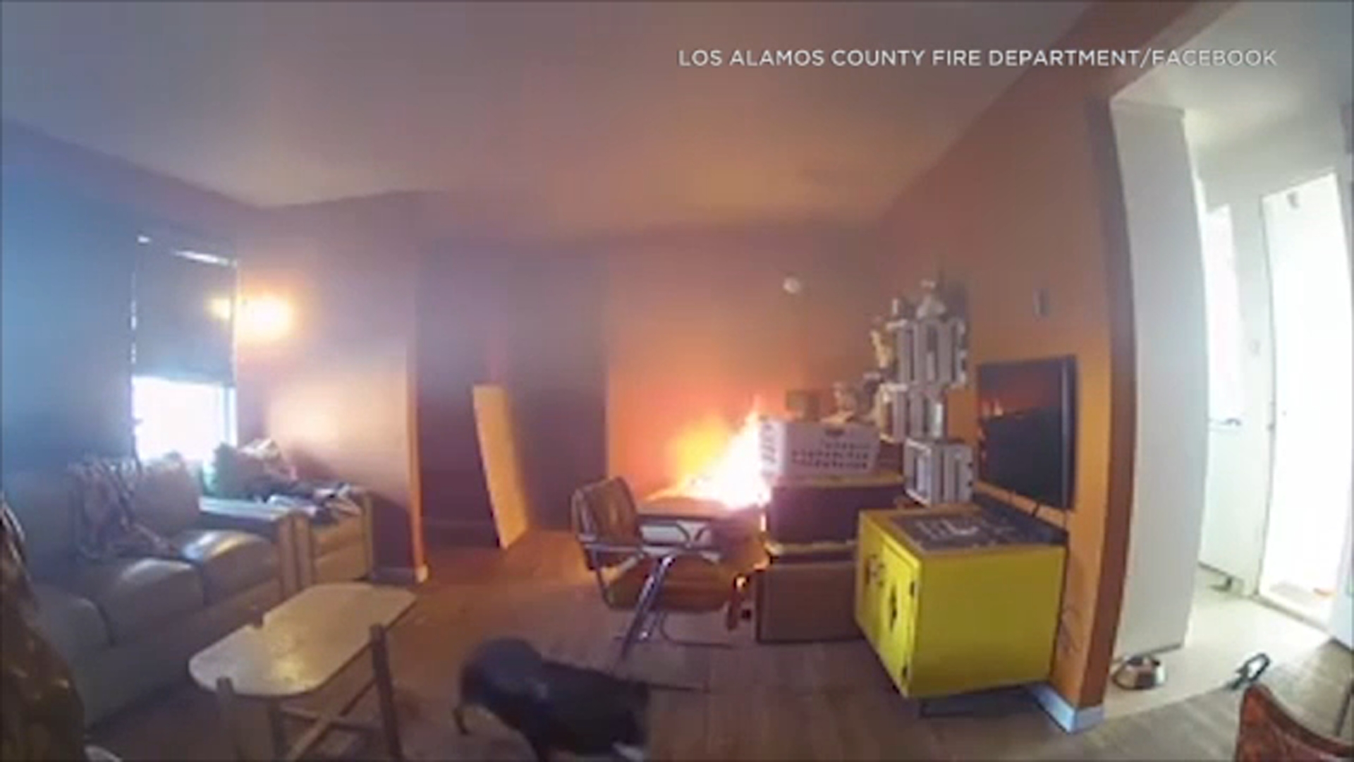 Mischievous Dog Accidentally Ignites House Fire In New Mexico