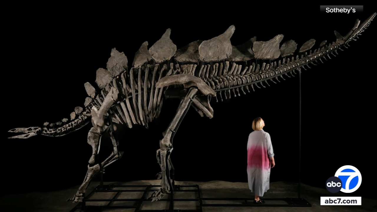 Stegosaurus skeleton, nicknamed 'Apex,' sells for record