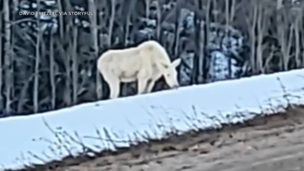 albino bull moose