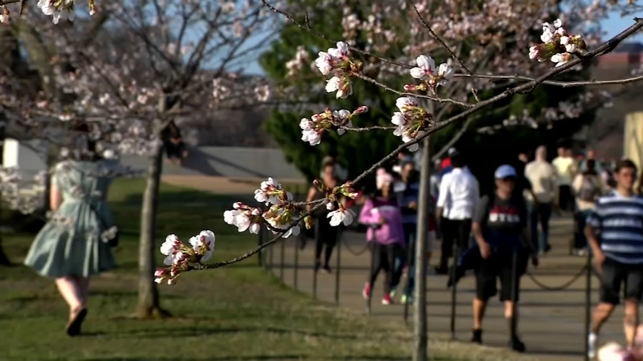 Spring Blooms at the National Cherry Blossom Festival – The