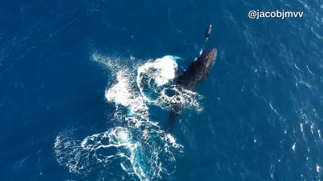 VIDEO Whale and dolphin play with each other off coast of Hawaii