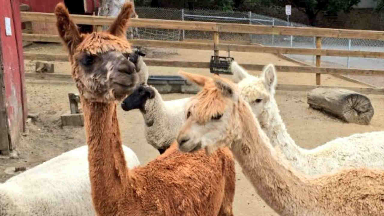 Three alpacas brutally killed by dogs at Vallejo farm - ABC7 Los Angeles