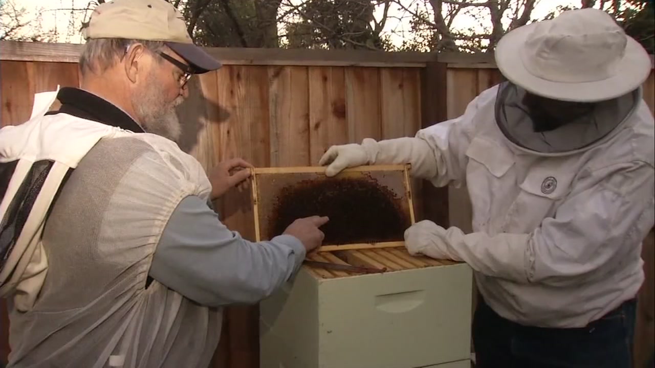 Busy bees: Lockdown gives Albanian beekeepers a 'golden year