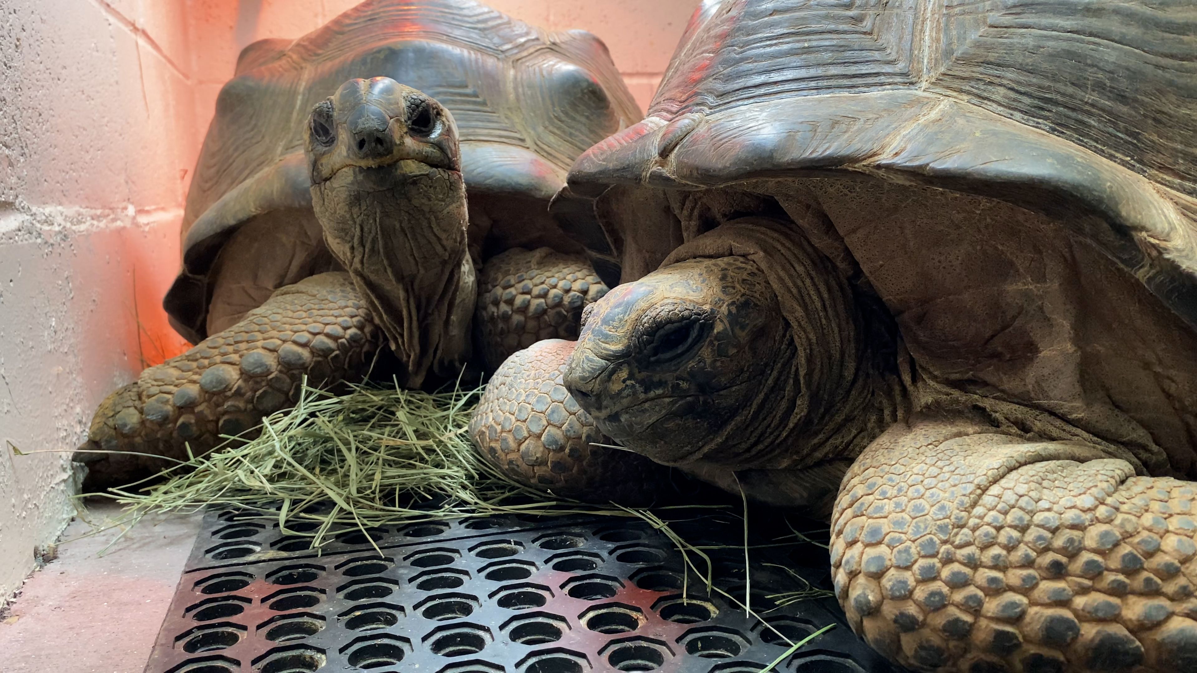 Oakland Zoo welcomes 2 rescued Aldabra tortoises - ABC7 San Francisco