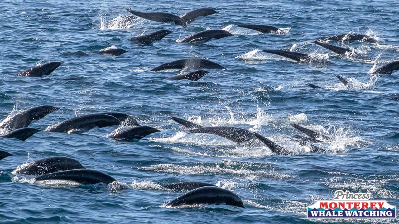 Dolphin Stampede in Southern California