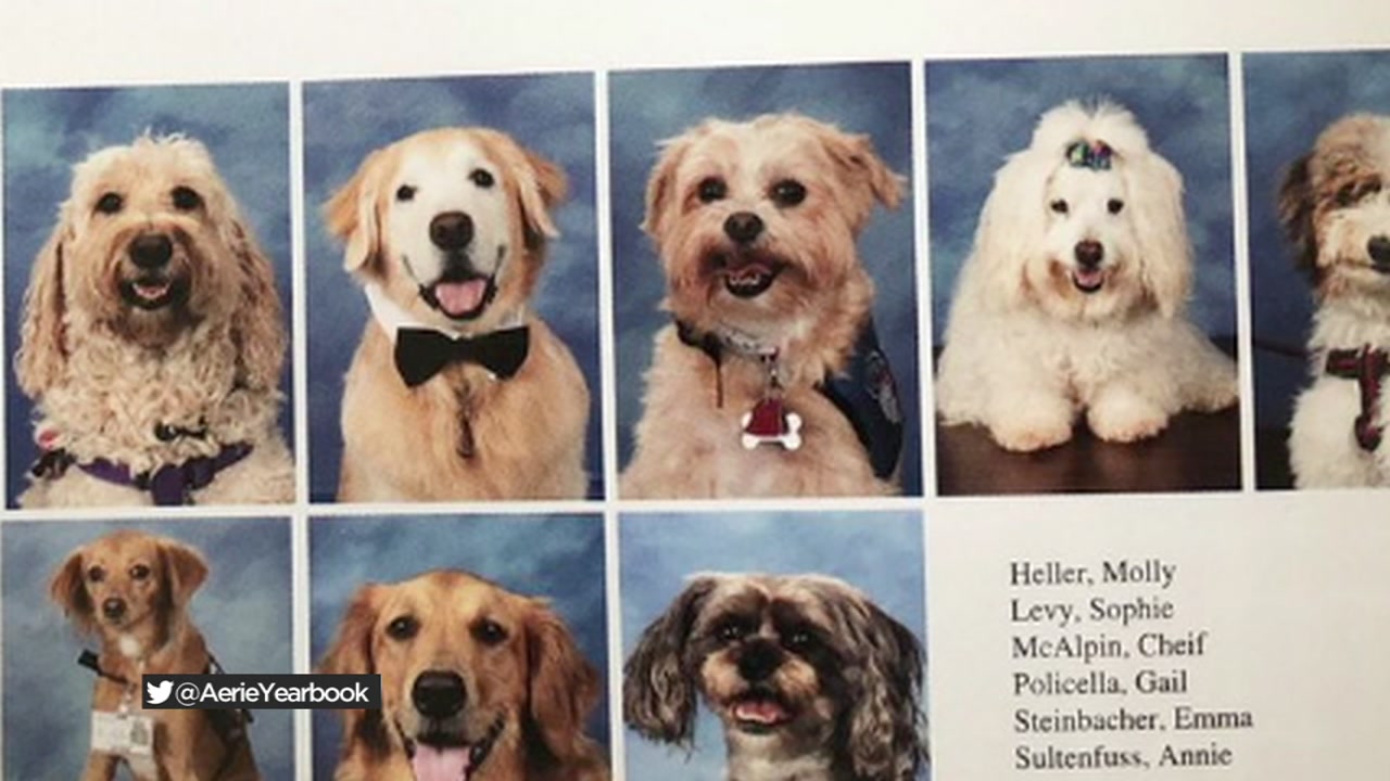 Parkland therapy dogs featured in school yearbook - ABC7 Chicago