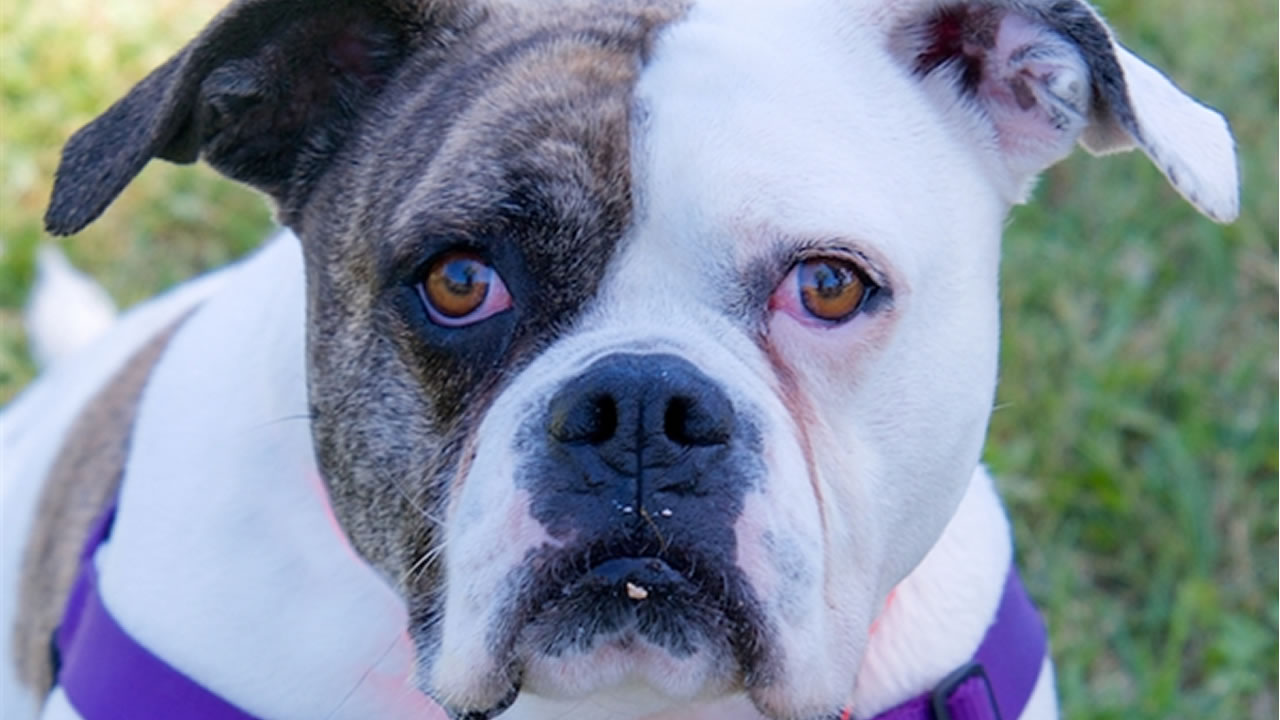 Perfect Pet Pets Up For Adoption From Bay Area Animal Shelters Abc7 San Francisco