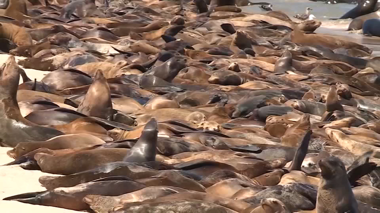 The buying Sea Lion