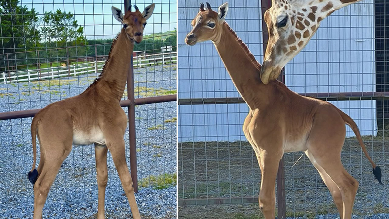 Spotless arrival: Rare giraffe without coat pattern is born at Tennessee  zoo - ABC7 Chicago