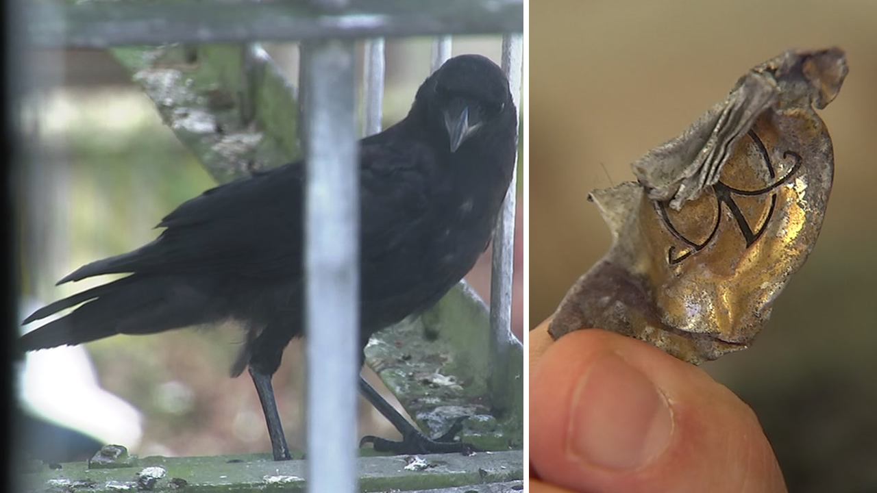 Crows Leave Gifts For San Francisco Woman Who Feeds Them On Windowsill Of Marina District Apartment Abc7 San Francisco