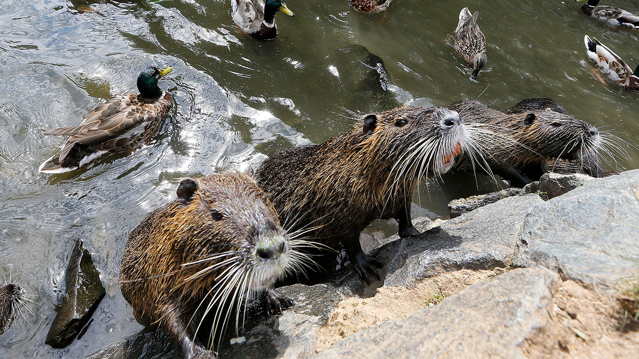 stuffed nutria