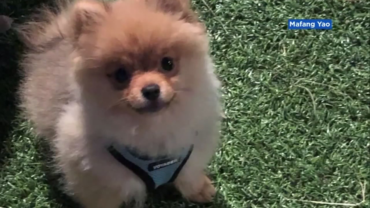 craigslist pomeranian dogs for sale