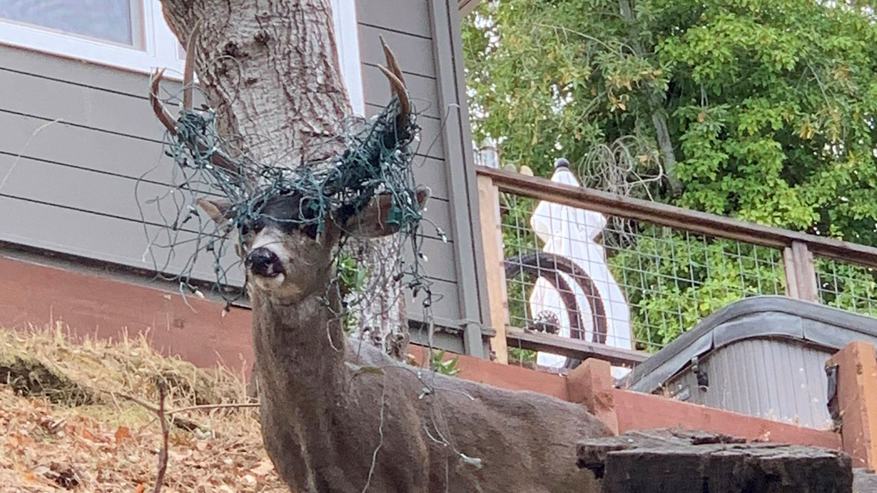 Deer sporting its own headlights seen roaming Marin County - ABC7 San  Francisco