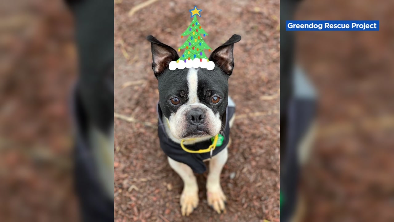 Mysterious dog illness cancels holiday event for Inland Empire animal  shelter - ABC7 Los Angeles