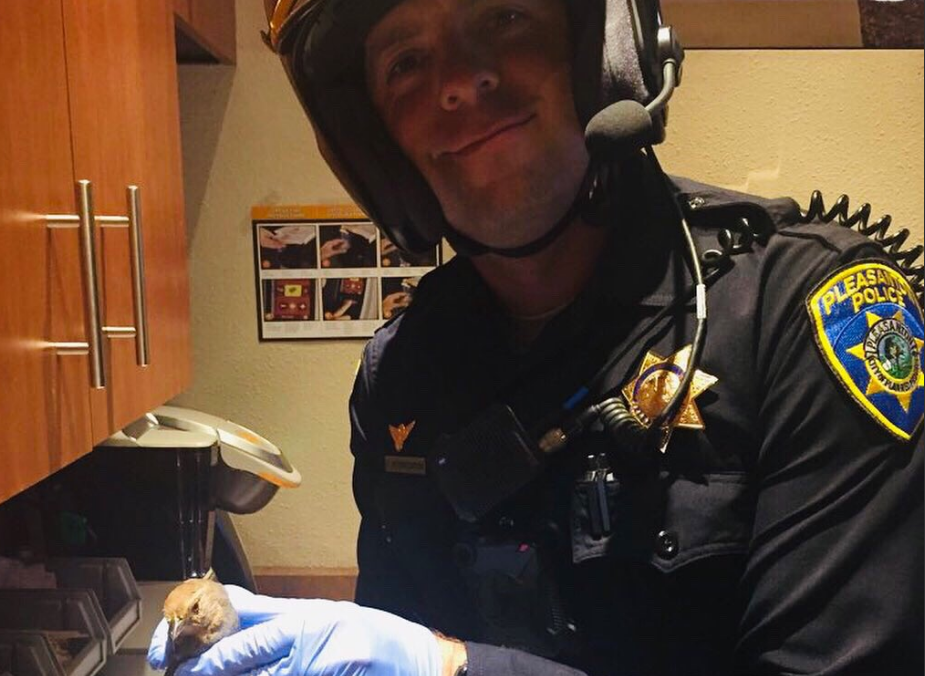 Police Help Rescue Tiny Bird From Glue Trap In Pleasanton Abc7 San Francisco