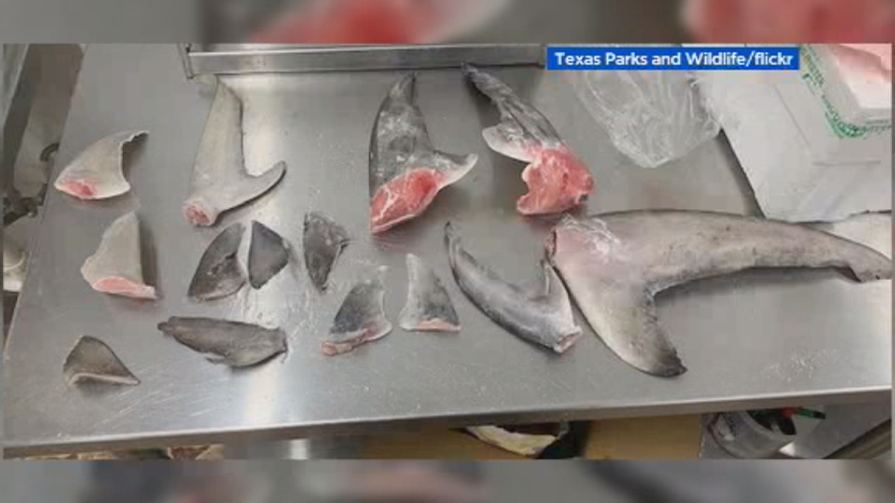 Restaurants in Houston, Dallas selling illegal shark fins