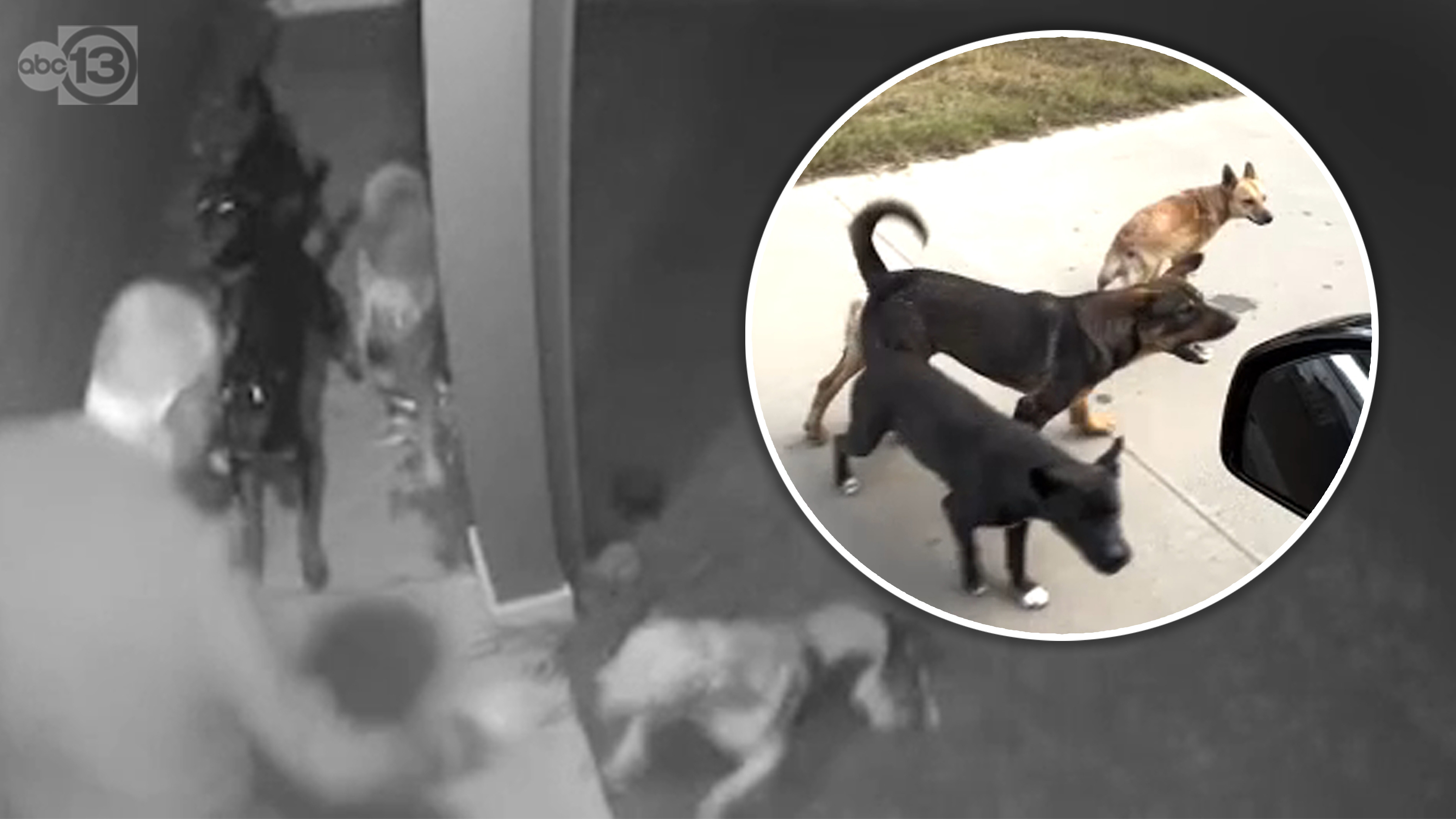 Cleveland neighbors terrorized by stray dogs, saying there's no