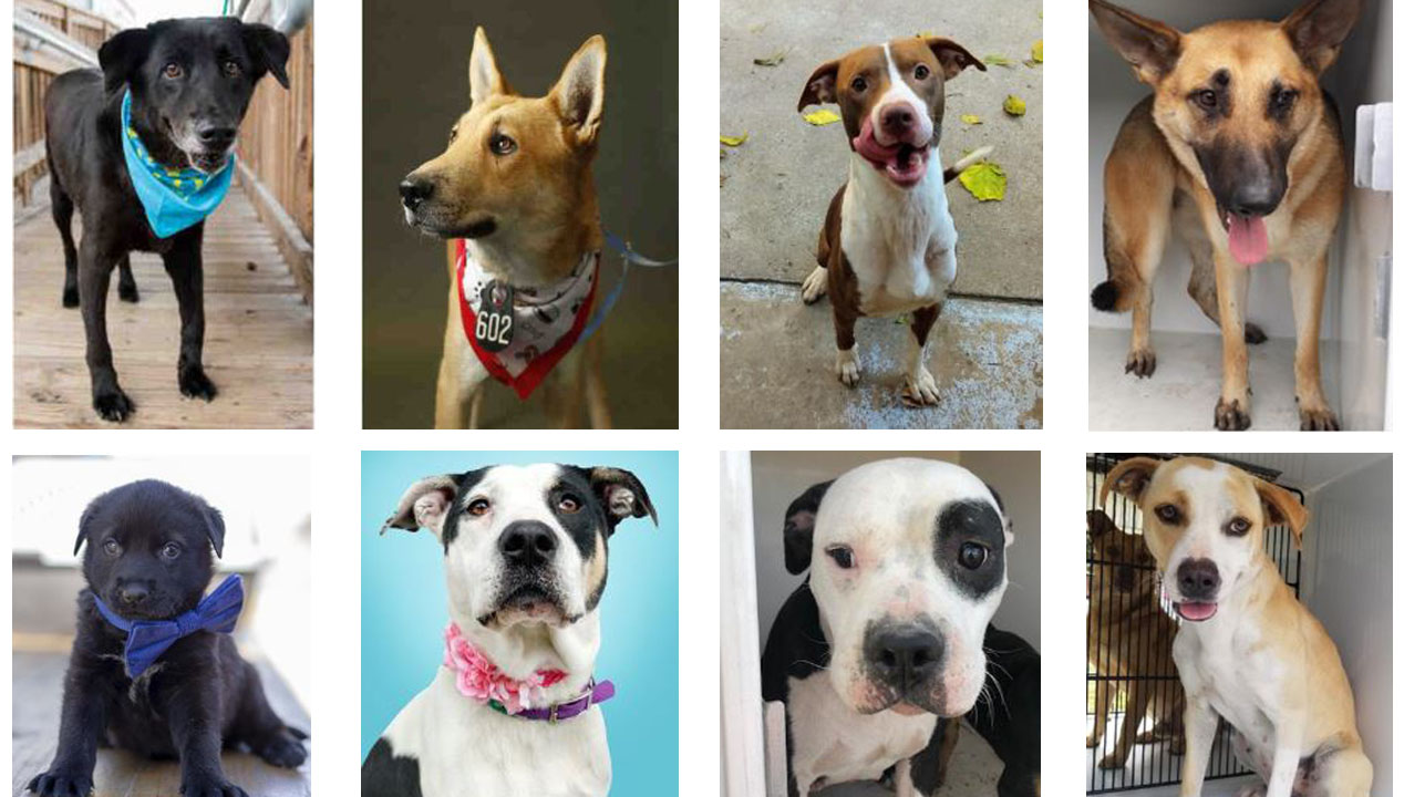 Adopt dogs with 'broken hearts' this Valentine's month