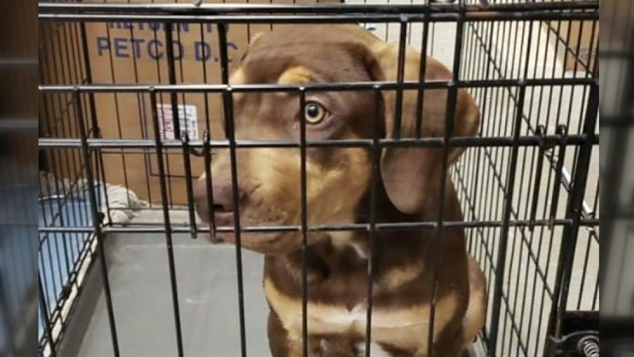 City honors pug for saving family from fire