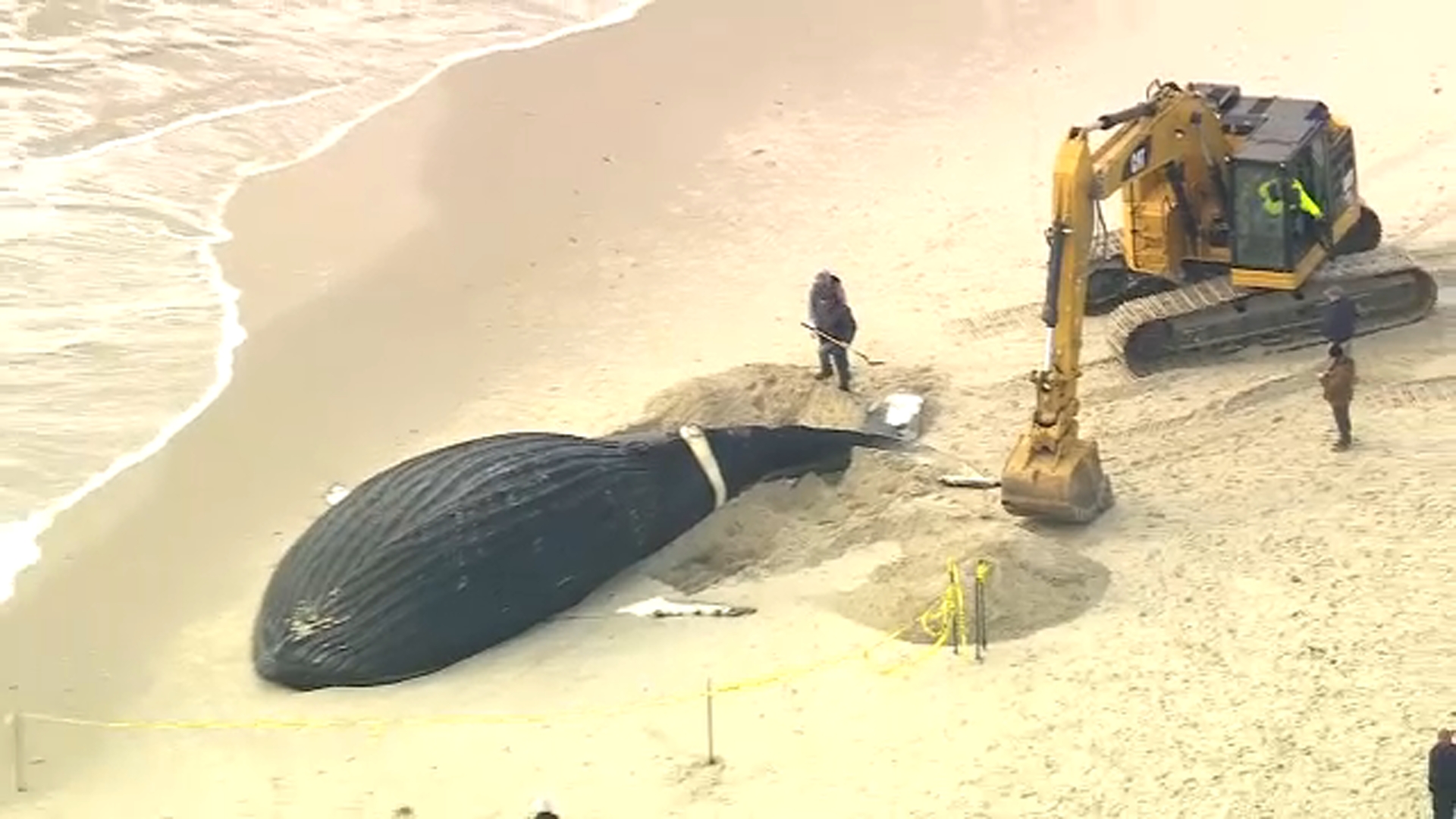 beached whale