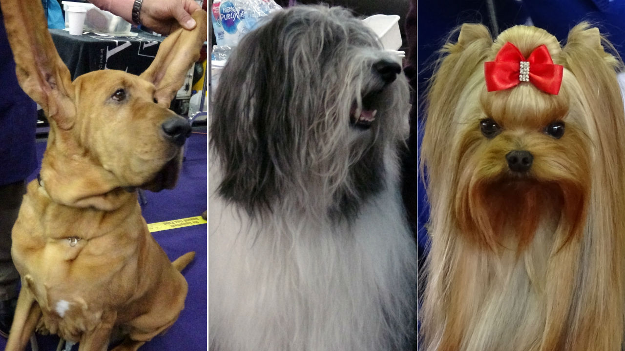 Best in Show Thousands of dogs compete for Westminster Dog Show title