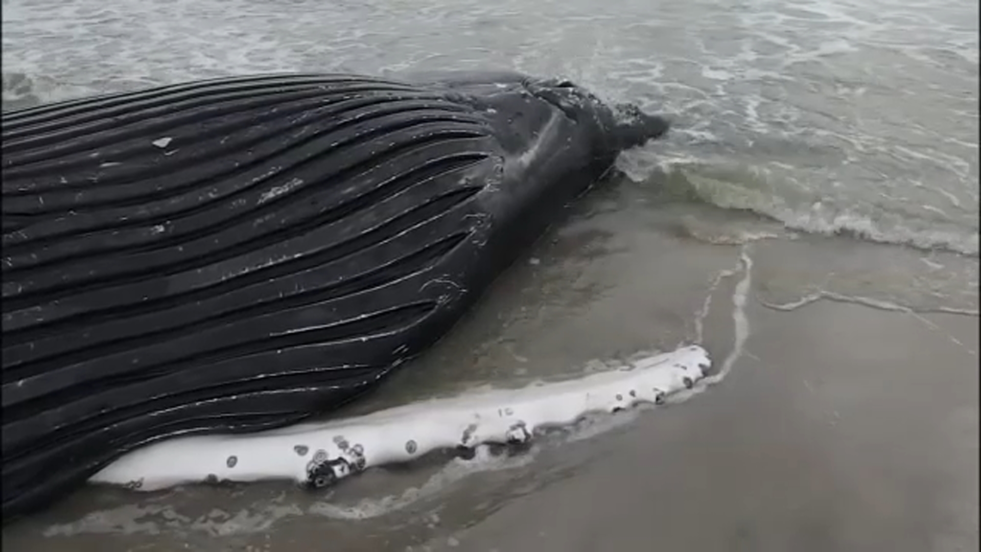 Lifeguards spot dead whale washed up off Long Branch, New Jersey