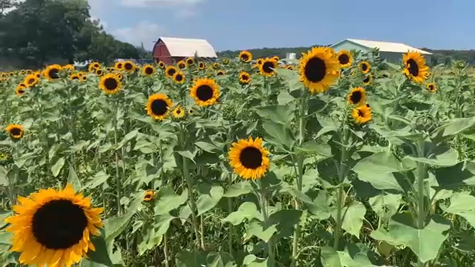 garden of eve farm grows thousands of sunflowers for you to pick at