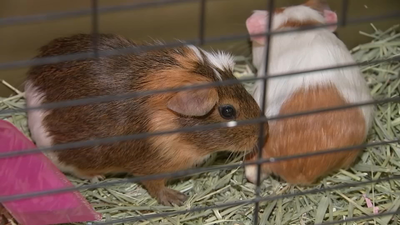 Animal shelters near me best sale that take guinea pigs