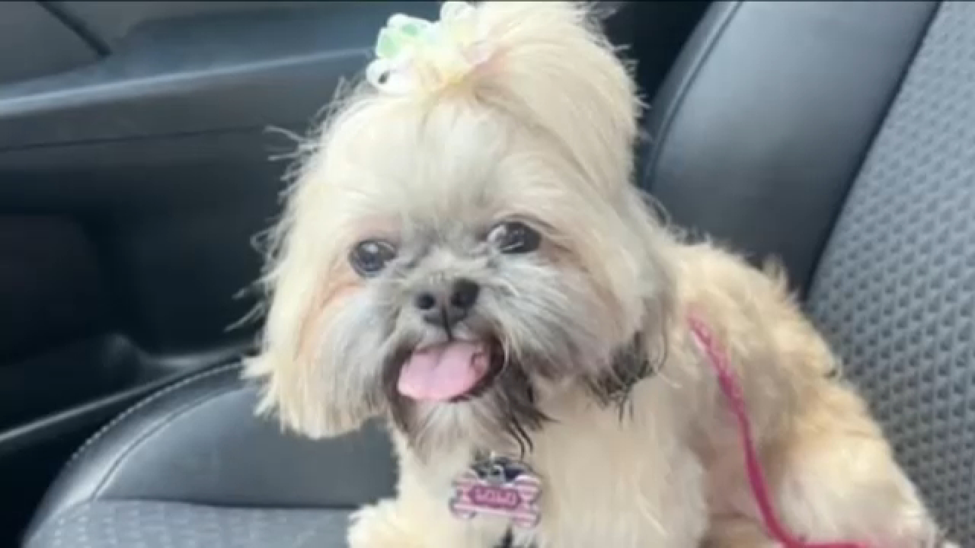 Shih Tzu Maltese Car Seat Cover (Set of 2) Shih Tzu Maltese Car Seat Cover (Set of 2)