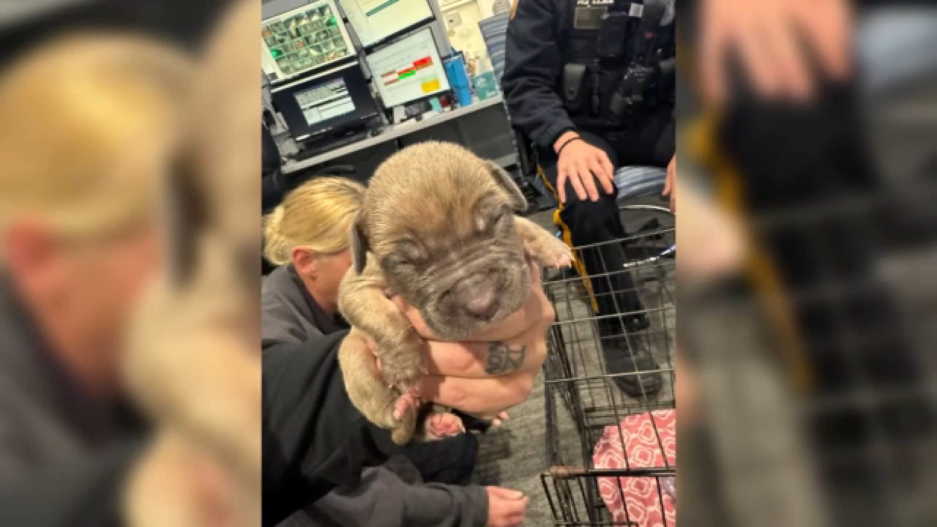 NJ police seek information on who abandoned 9 puppies in Clark