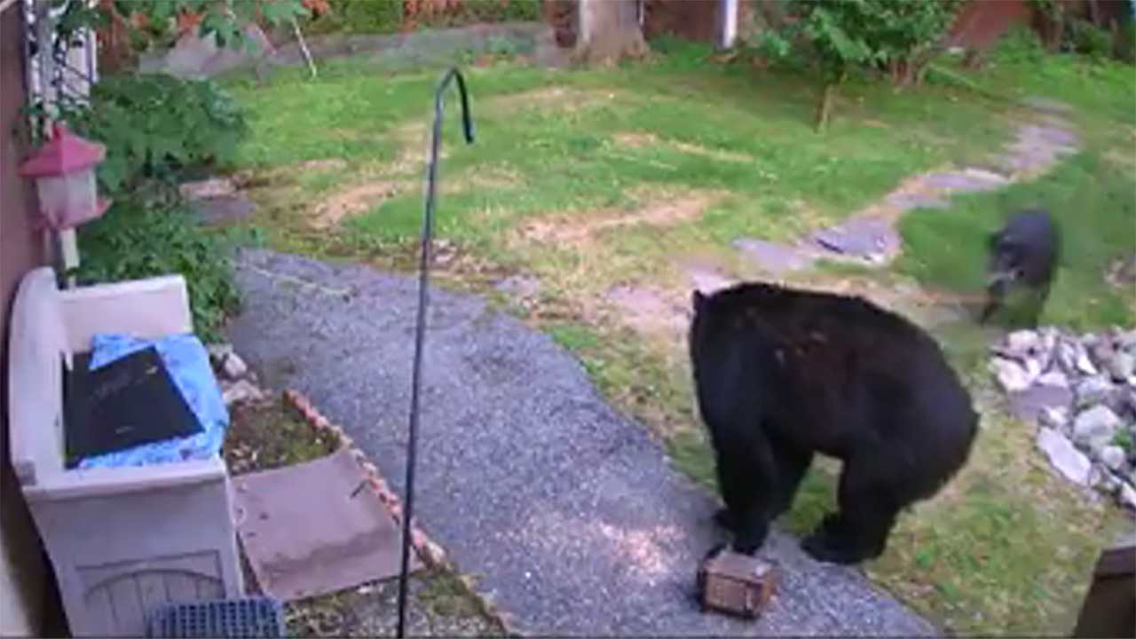 bears in pool new jersey backyard