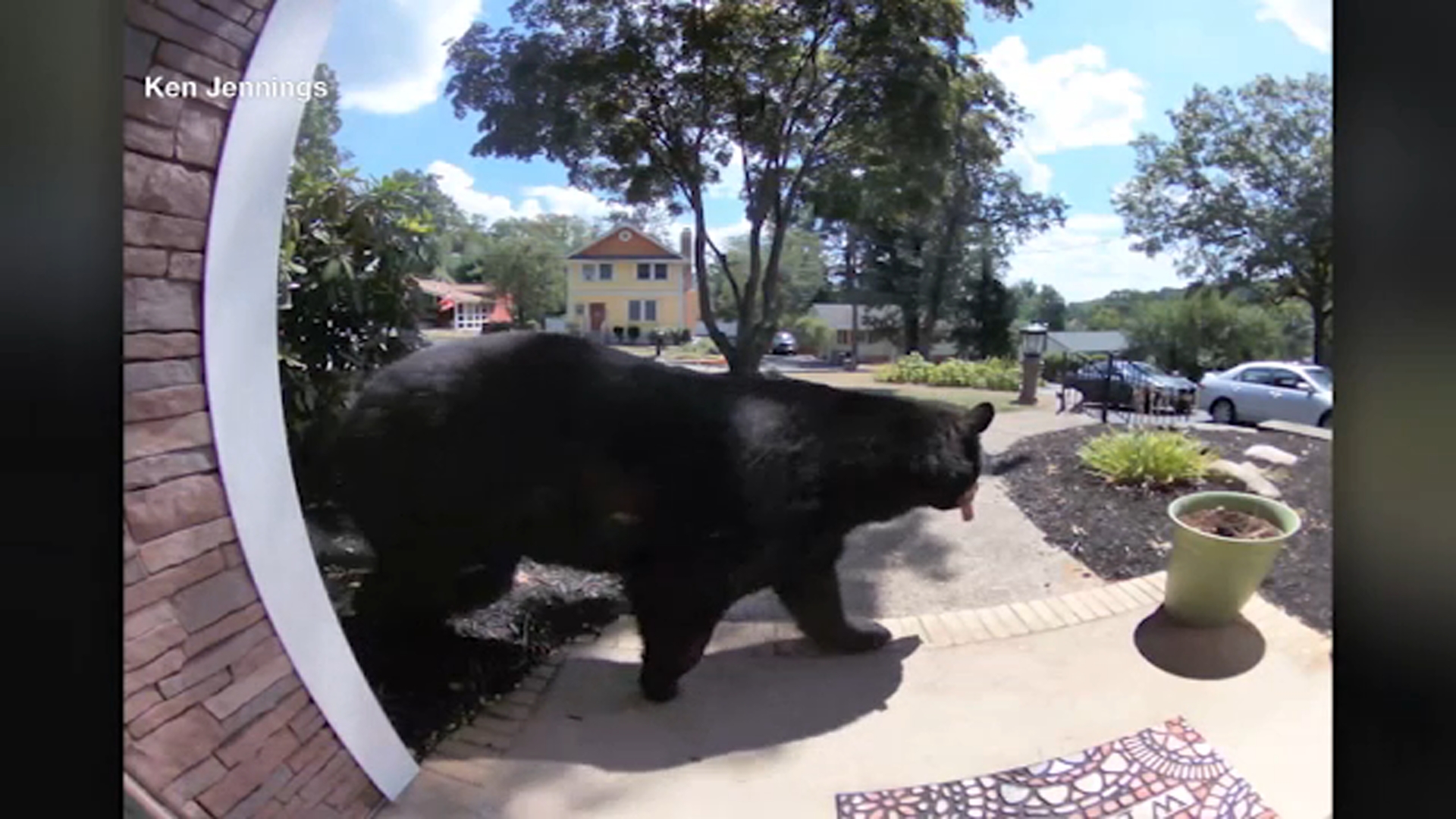 Bear caught on doorbell camera passing through Rockaway, New