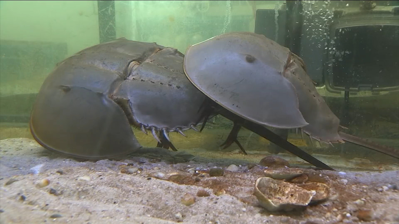largest horseshoe crab in the world
