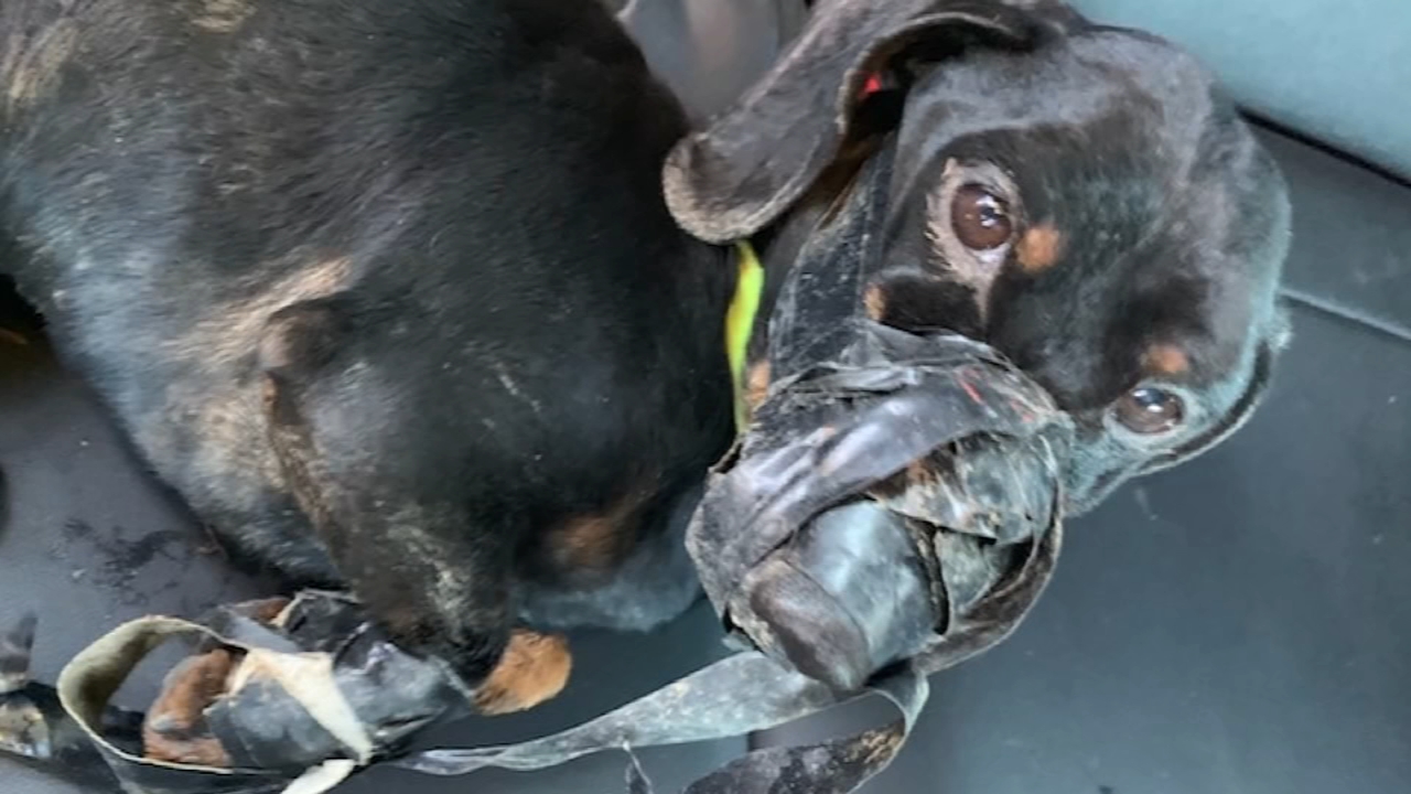 Dog found in ditch with mouth, paws bound with duct tape; Paul Garcia