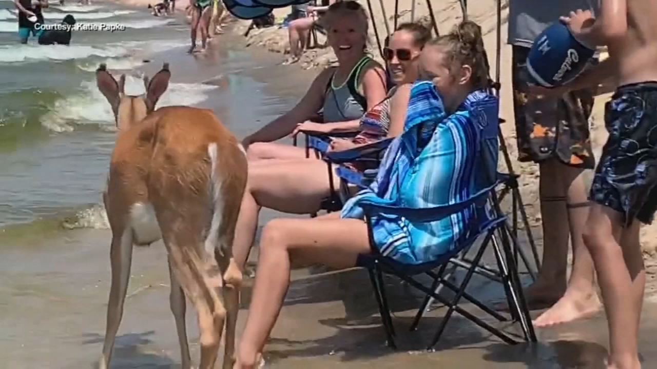 Deer Joins Beachgoers On Lake Michigan During 4th Of July Weekend Abc7 San Francisco