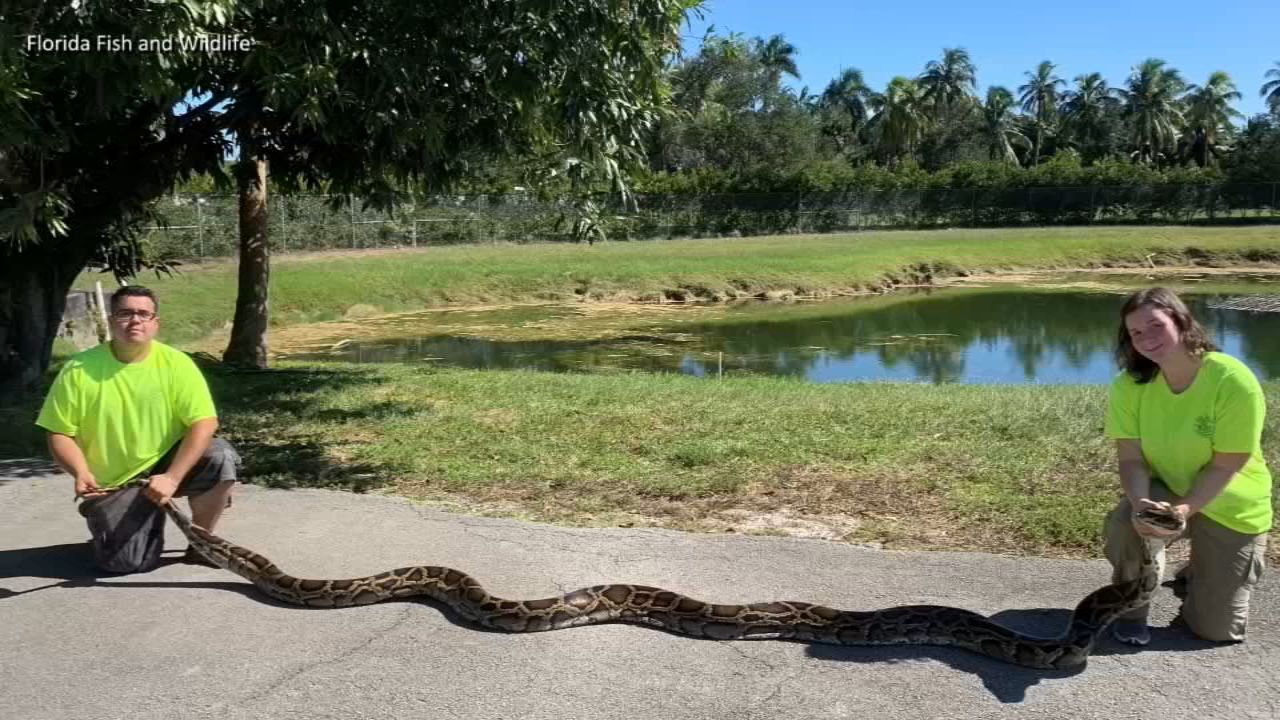 Second Largest Python Caught In Florida Wild Abc7 San Francisco