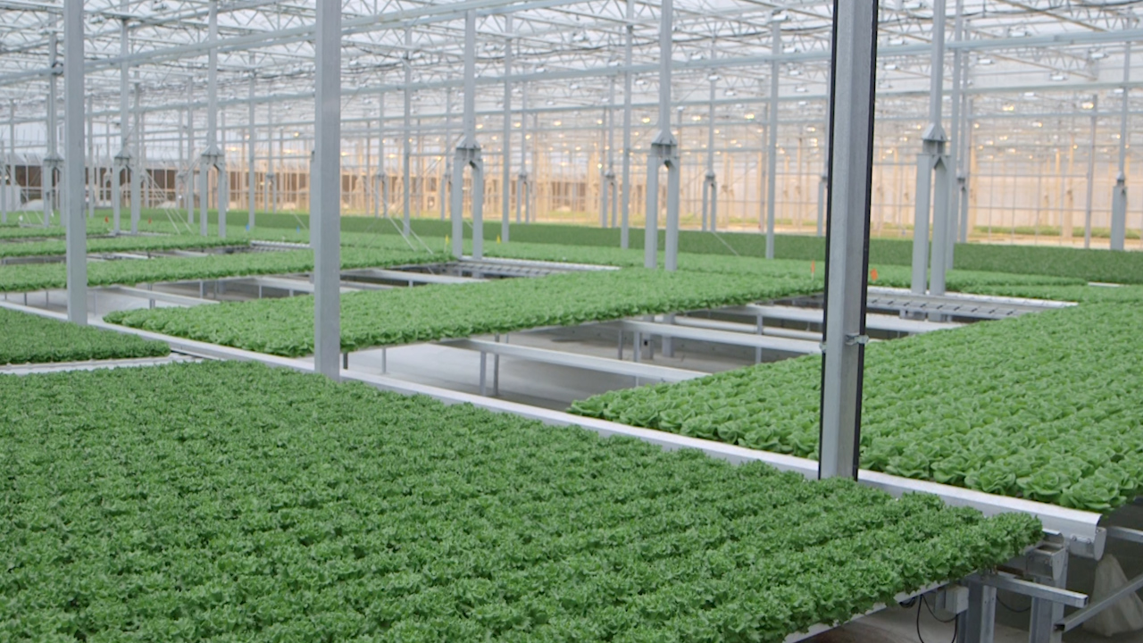 Sustainable Farming with Gotham Greens