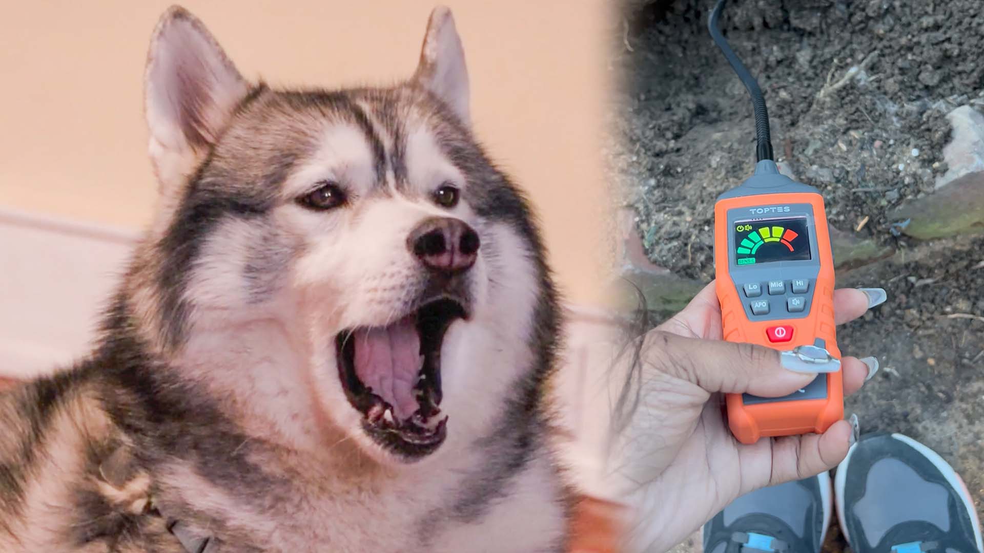 Husky dog hailed as hero for discovering gas leak in Philadelphia