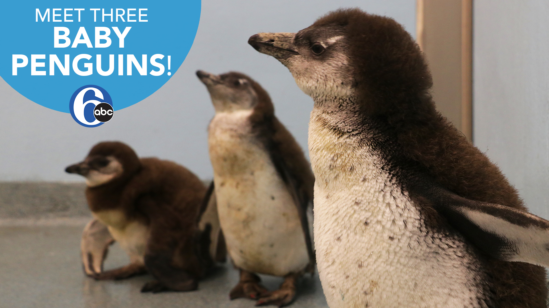 Meet Three Baby Penguins Born At Adventure Aquarium 6abc Philadelphia