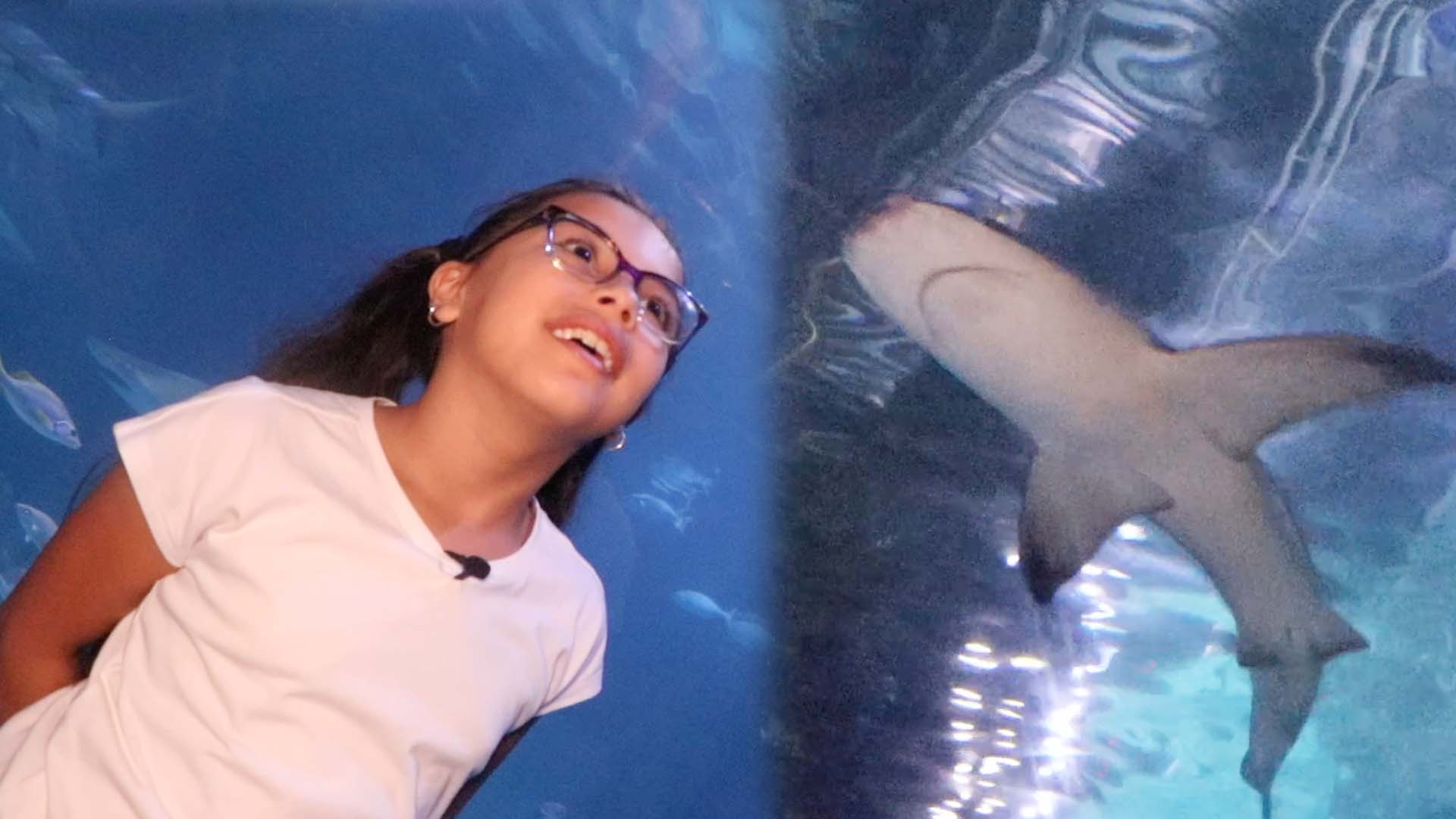 Shark Summer is back at the Camden Adventure Aquarium in 2023