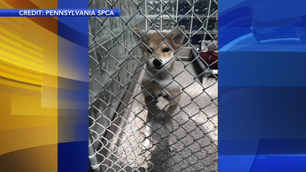 Police Make Arrest In Case Of Dog Stolen From Spca