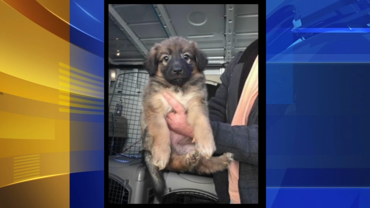 12 Week Old Puppy Found Safe After Being Reportedly Stolen