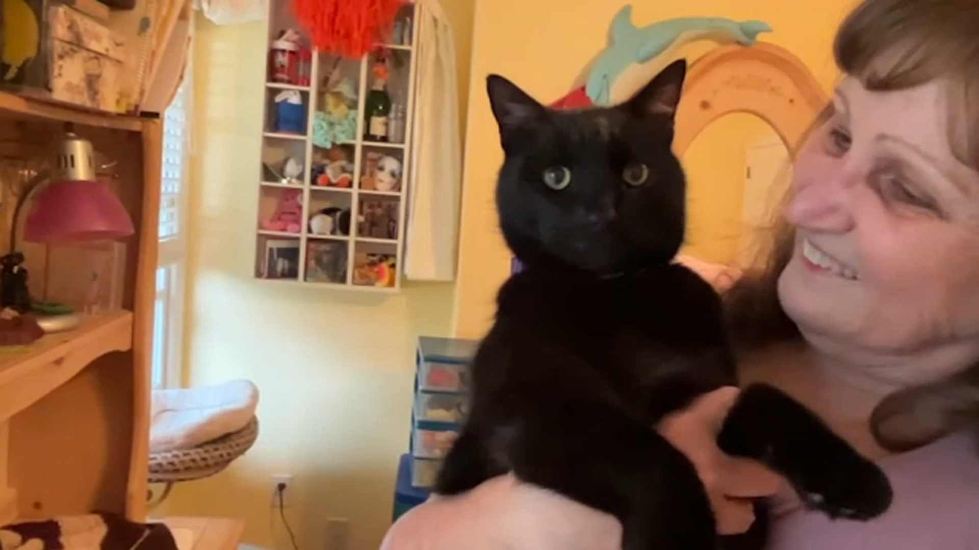 Wake County cat reunited with owners three years after going