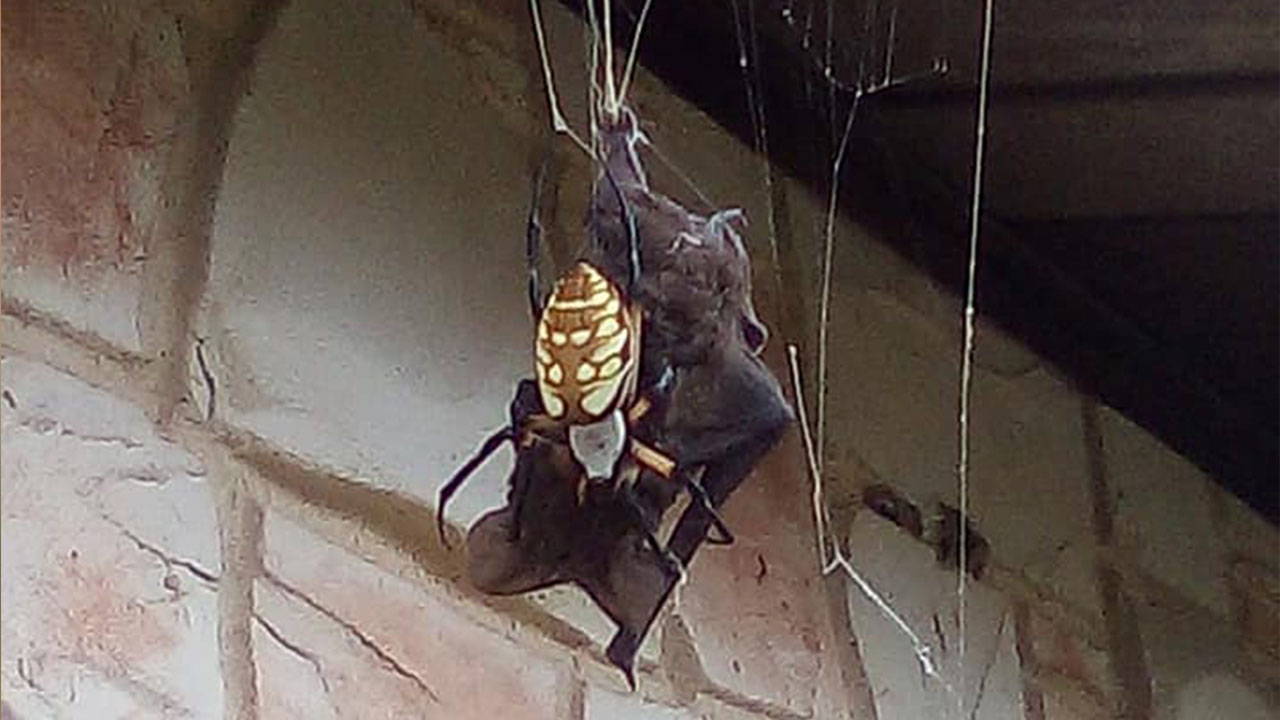 Bat Eating Spider Catches Big Snack In Web Outside Texas Home