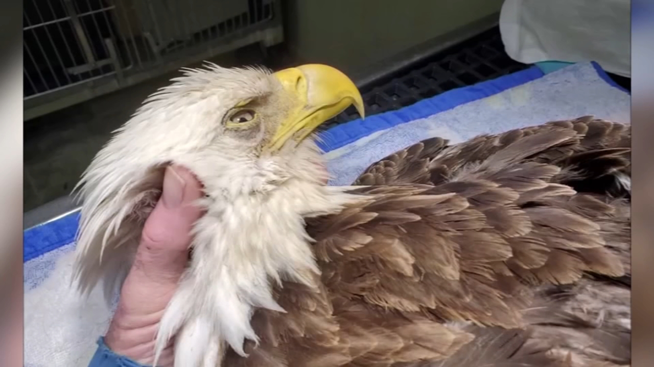 Bald Eagles Dying From Lead Found In North Carolina Hunters Bullets At In Camden County Experts Say Abc7 San Francisco Bald Eagles Dying From Lead Found In North Carolina Hunters Bullets At In Camden County Experts Say Abc7 San Francisco