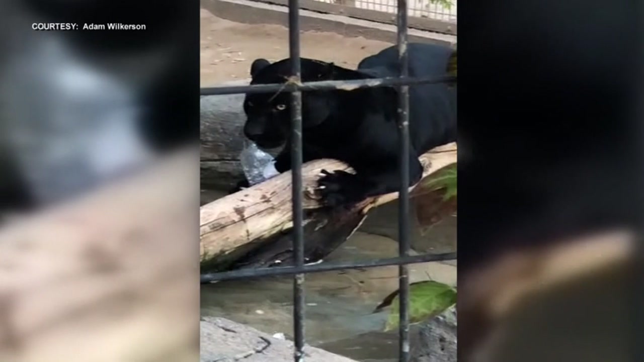 Jaguar Attacks Woman Taking Selfie At Arizona Zoo Abc7 San Francisco